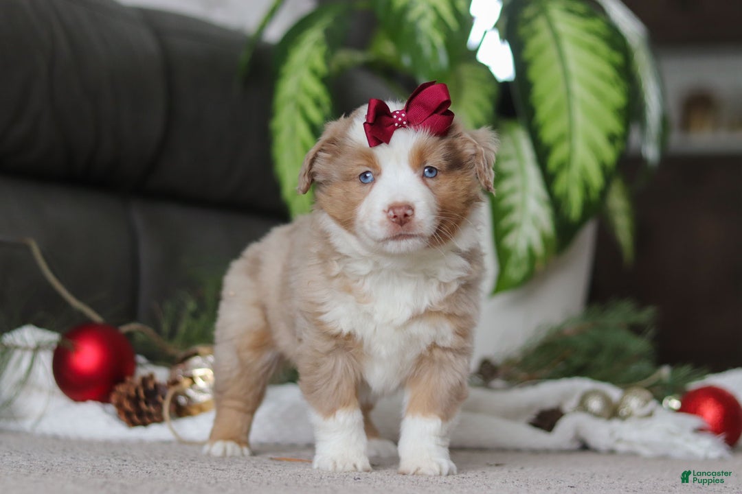 Miniature Australian Shepherd dogs for sale: Allie - Ad 2