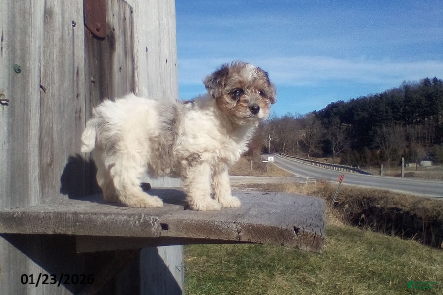 Yorkiepoo dogs Blue Eyes - Ad 2