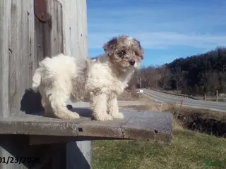 Yorkiepoo dogs Blue Eyes - Ad 20