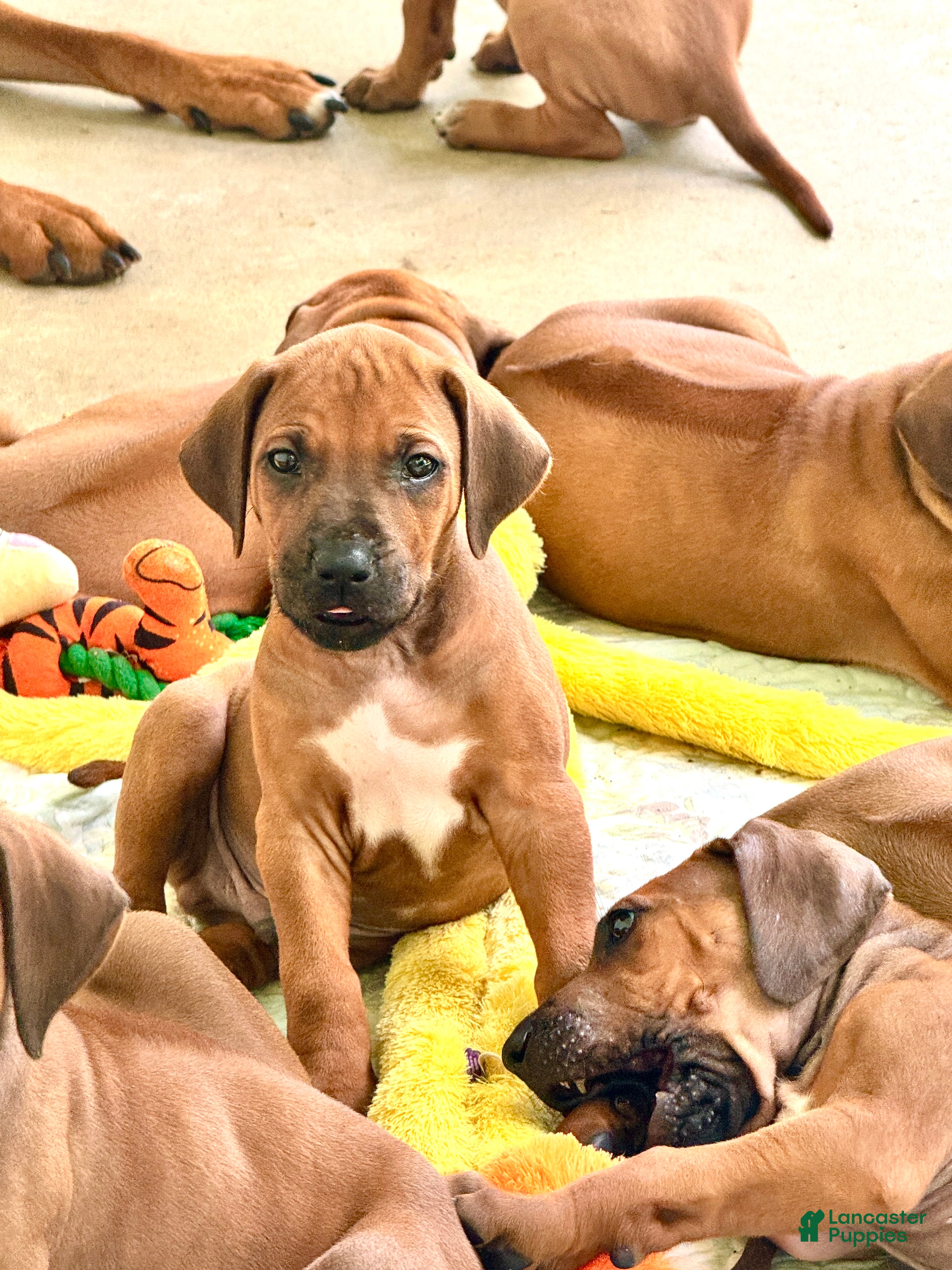 Rhodesian Ridgeback dogs Rhodesian Ridgeback Puppy- Mr. Neon Green  - Ad 1
