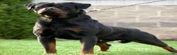 Rottweiler dogs for sale: Mr Green  - Ad 2