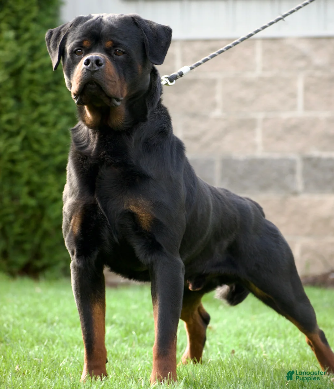 Rottweiler dogs for sale: Mr Green  - Ad 2