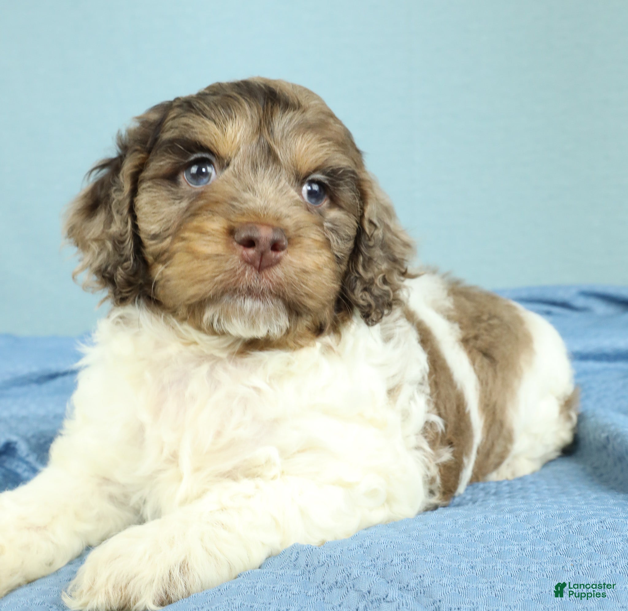 Cockapoo dogs Noah 🦕 - Ad 2