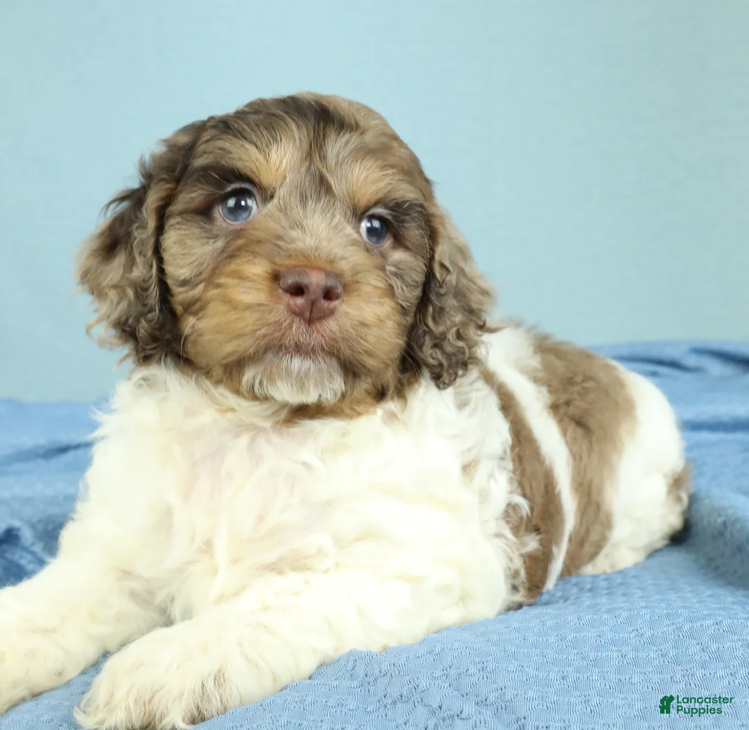 Cockapoo dogs for sale: Noah 🦕 - Ad 2
