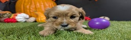 Cavapoo dogs for sale: Cavapoo Puppy 2 - Ad 2