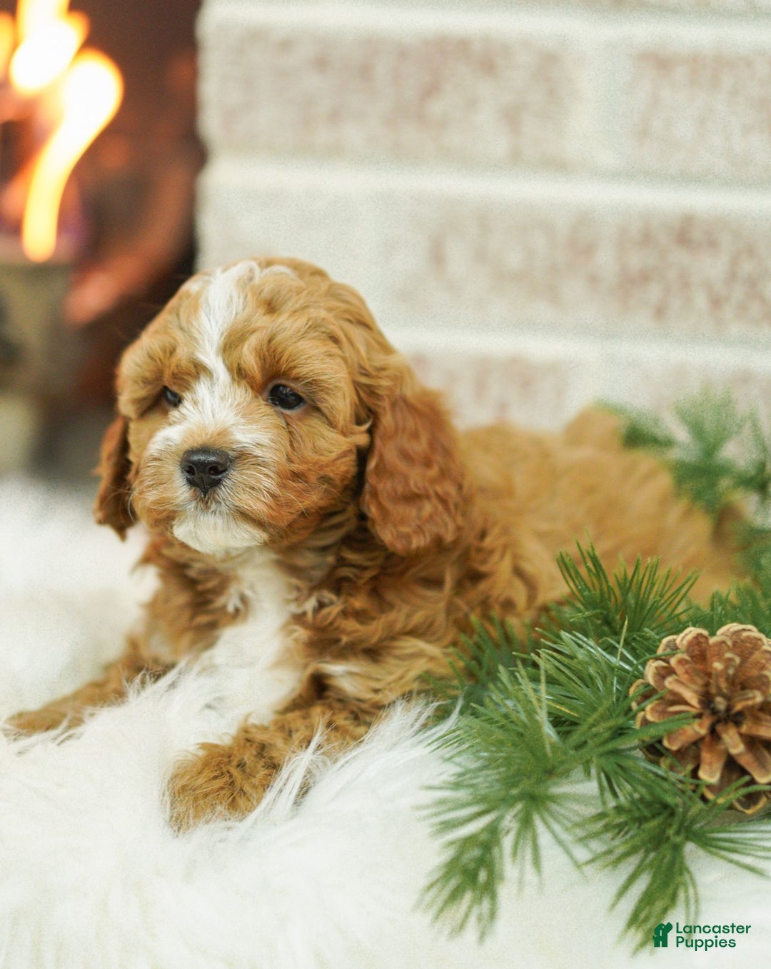 Cavapoo dogs for sale: Max - Ad 2