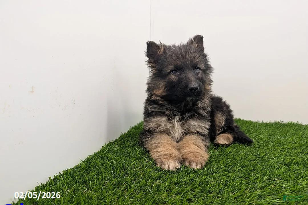 German Shepherd dogs for sale: Chase - Ad 1