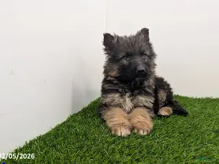 German Shepherd dogs Chase - Ad 19