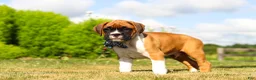 Boxer dogs for sale: Blane - Ad 6