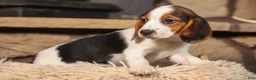 Beagle dogs for sale: Dottie🎀 - Ad 18
