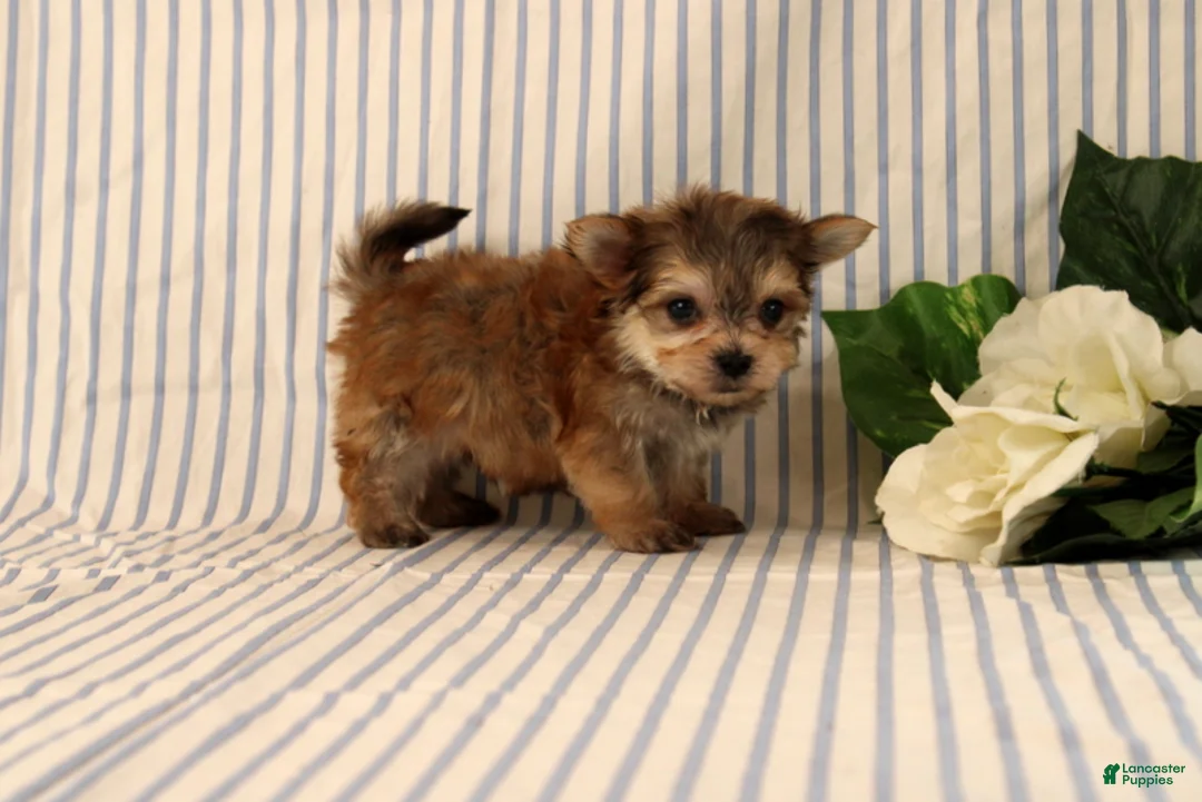 Morkie dogs for sale: Bennet - Ad 2