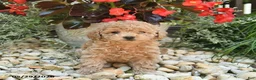 Toy Poodle dogs for sale: Jelly Bean - Ad 3