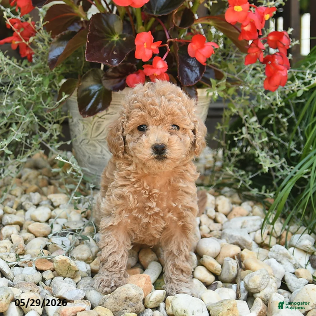 Toy Poodle dogs for sale: Jelly Bean - Ad 3