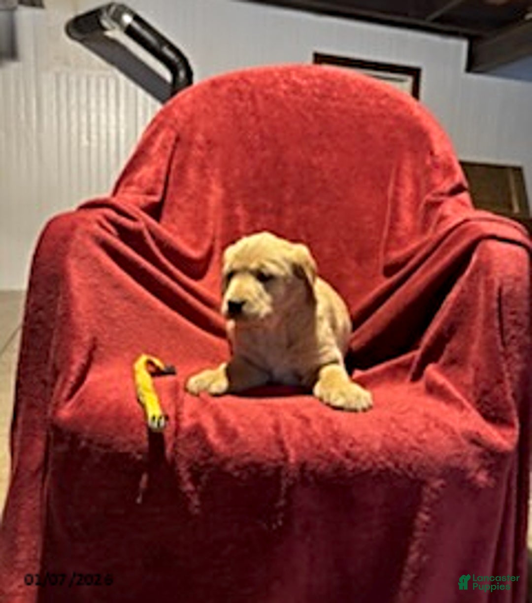 Goldador dogs for sale: Anne - Ad 2