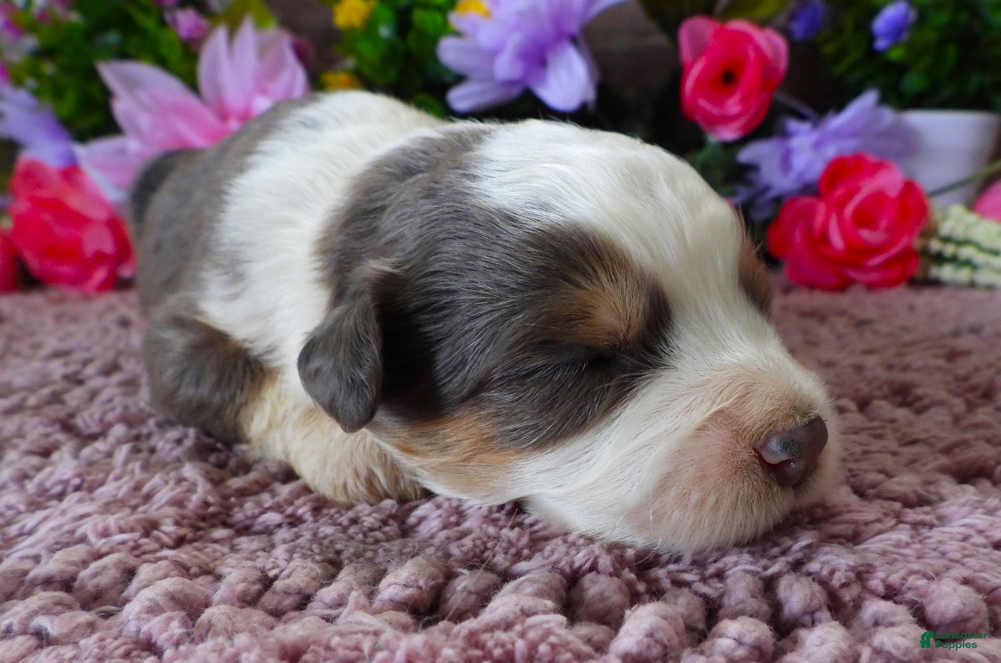 Mini Bernedoodle dogs #8 Male (Splash's) - Ad 27