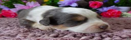 Mini Bernedoodle dogs for sale: #8 Male (Splash's) - Ad 1