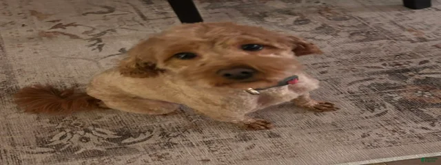 Molly