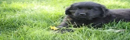 Newfoundland dogs for sale: Ember - Ad 2