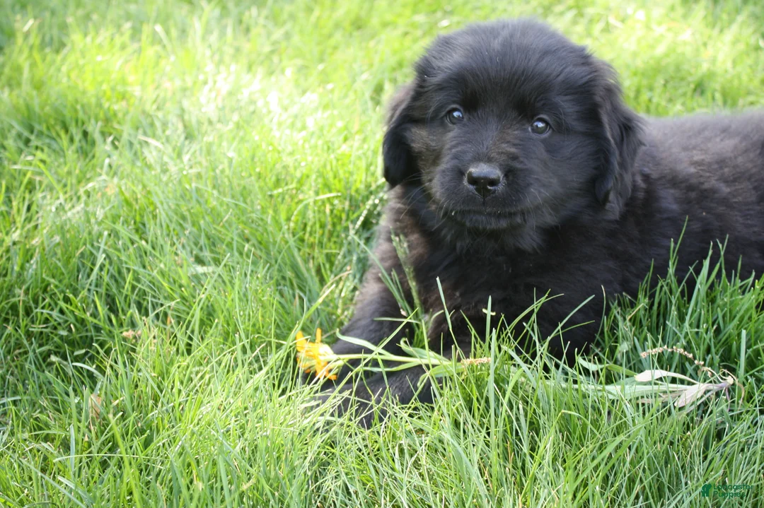 Newfoundland dogs for sale: Ember - Ad 2