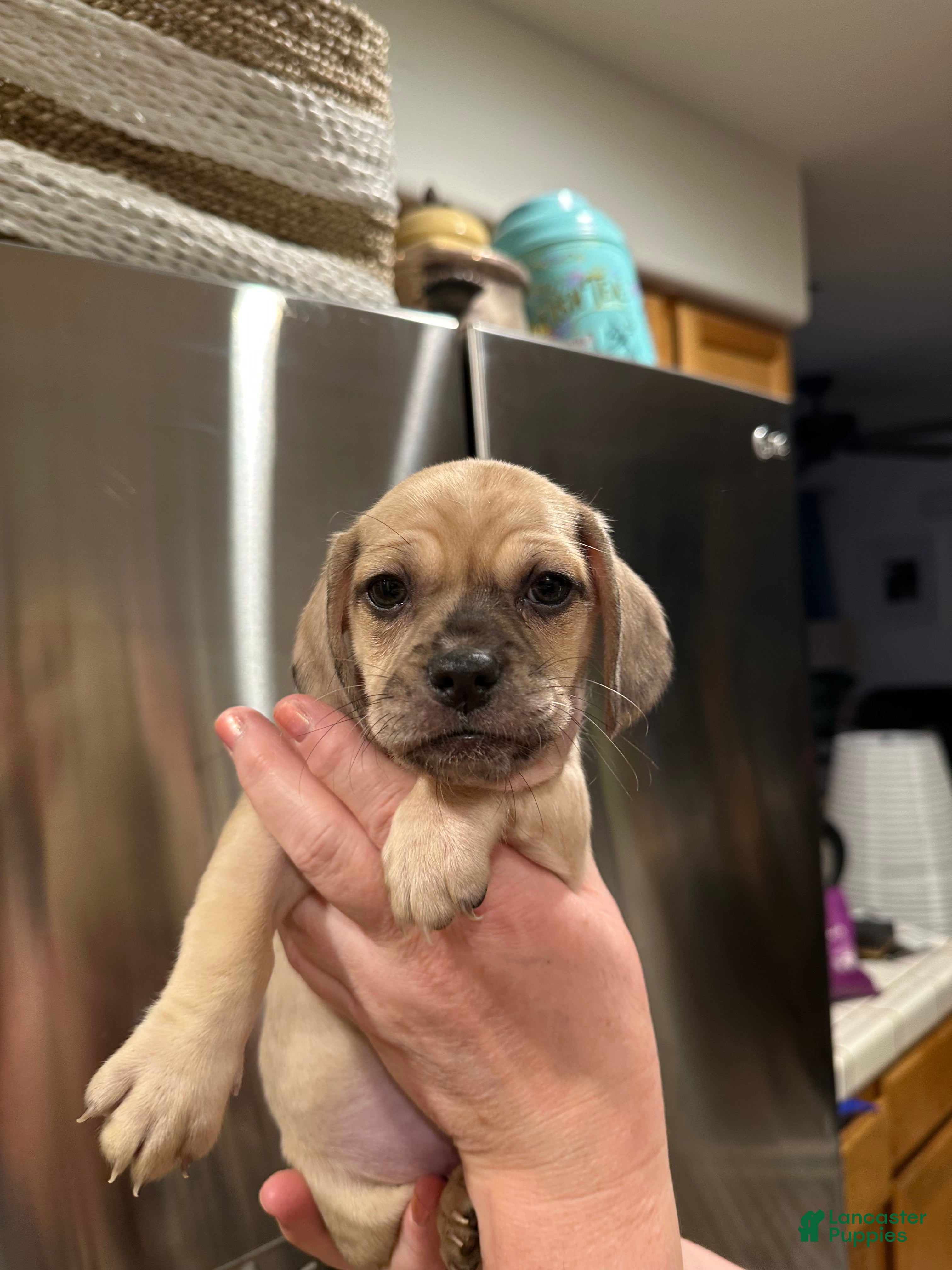 Mixed Breed dogs Mixed Breed Puppy 3 - Ad 25