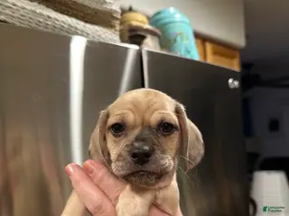 Mixed Breed dogs Mixed Breed Puppy 3 - Ad 34