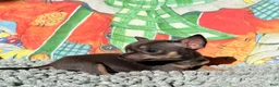 Chihuahua dogs for sale: Tiny Anna  - Ad 5