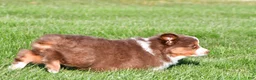Miniature Australian Shepherd dogs for sale: Alex - Ad 8