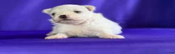 Maltipom dogs for sale: Daffodil - Ad 3