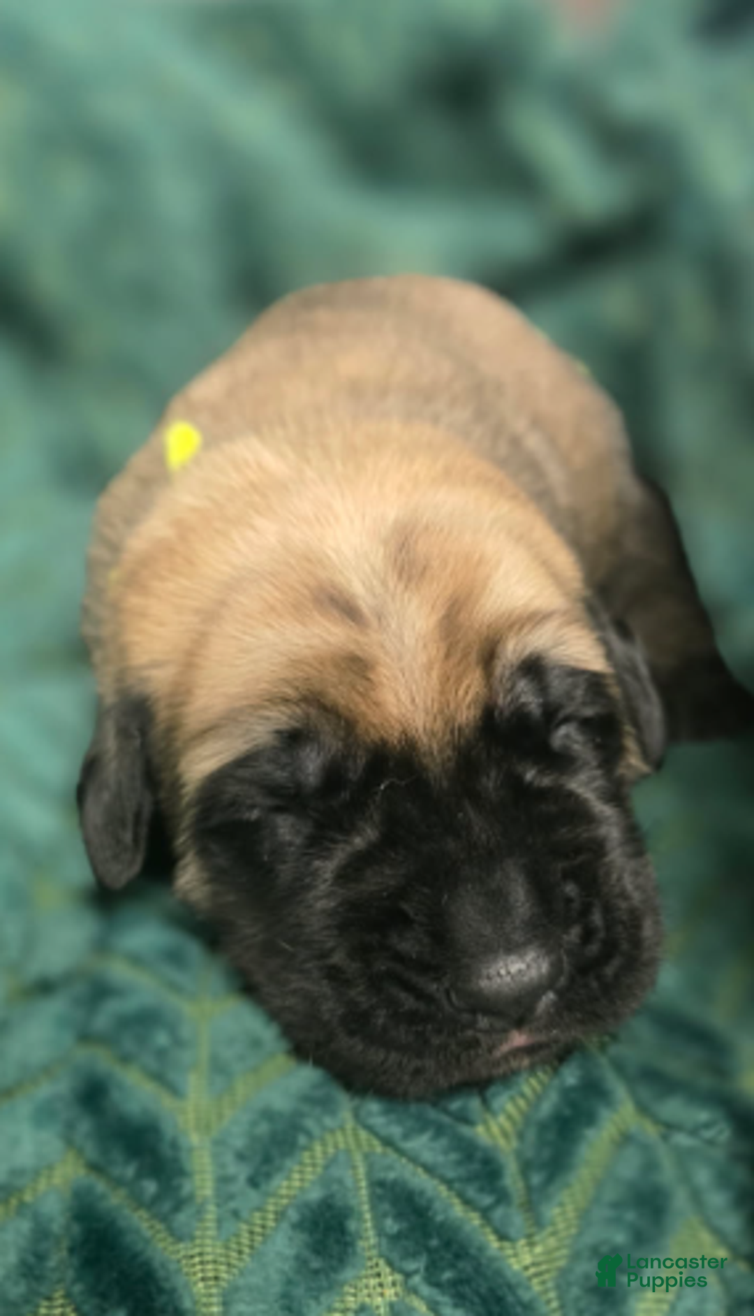 English Mastiff dogs for sale: Claus - Ad 4