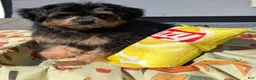 Pomapoo dogs for sale: Alvin - Ad 2