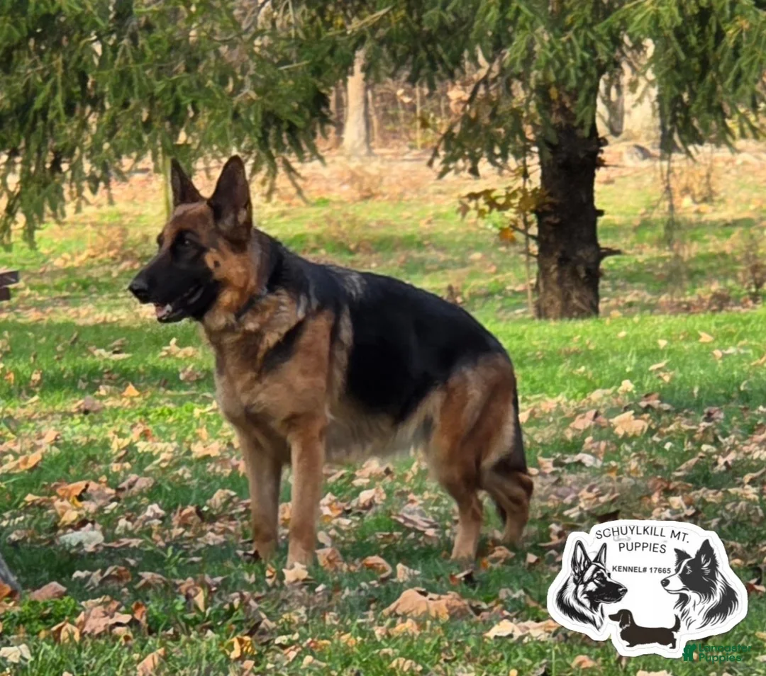 German Shepherd dogs for sale: Brutus - Ad 2
