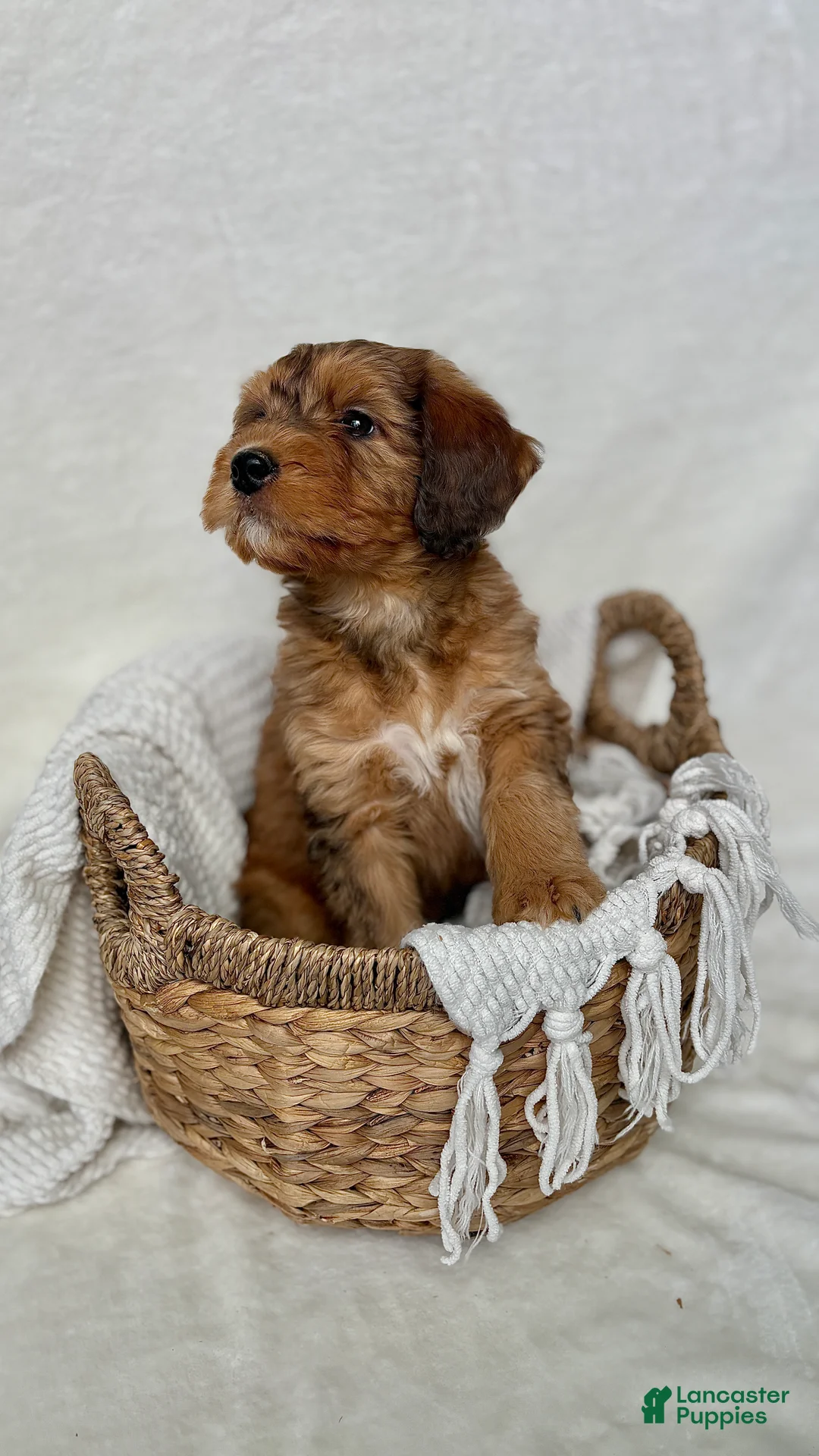 Bernedoodle dogs for sale: Bruno - Ad 11