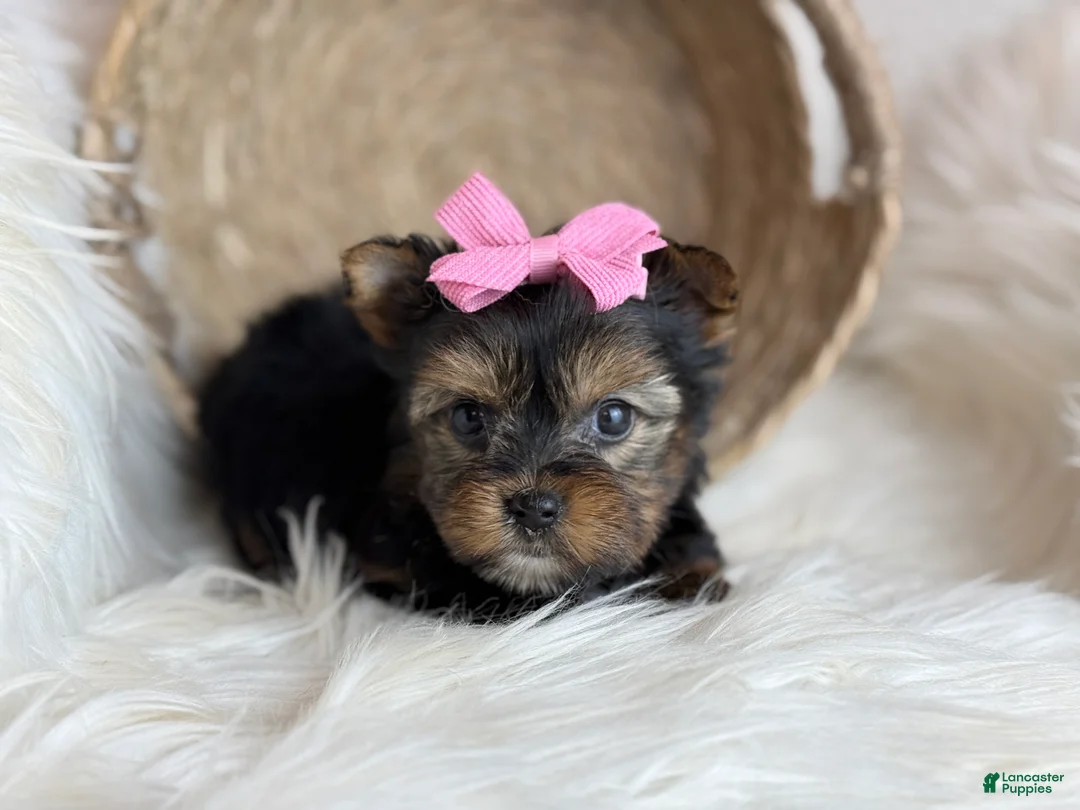 Yorkshire Terrier dogs for sale: Yorkshire Terrier Puppy 1 - Ad 1