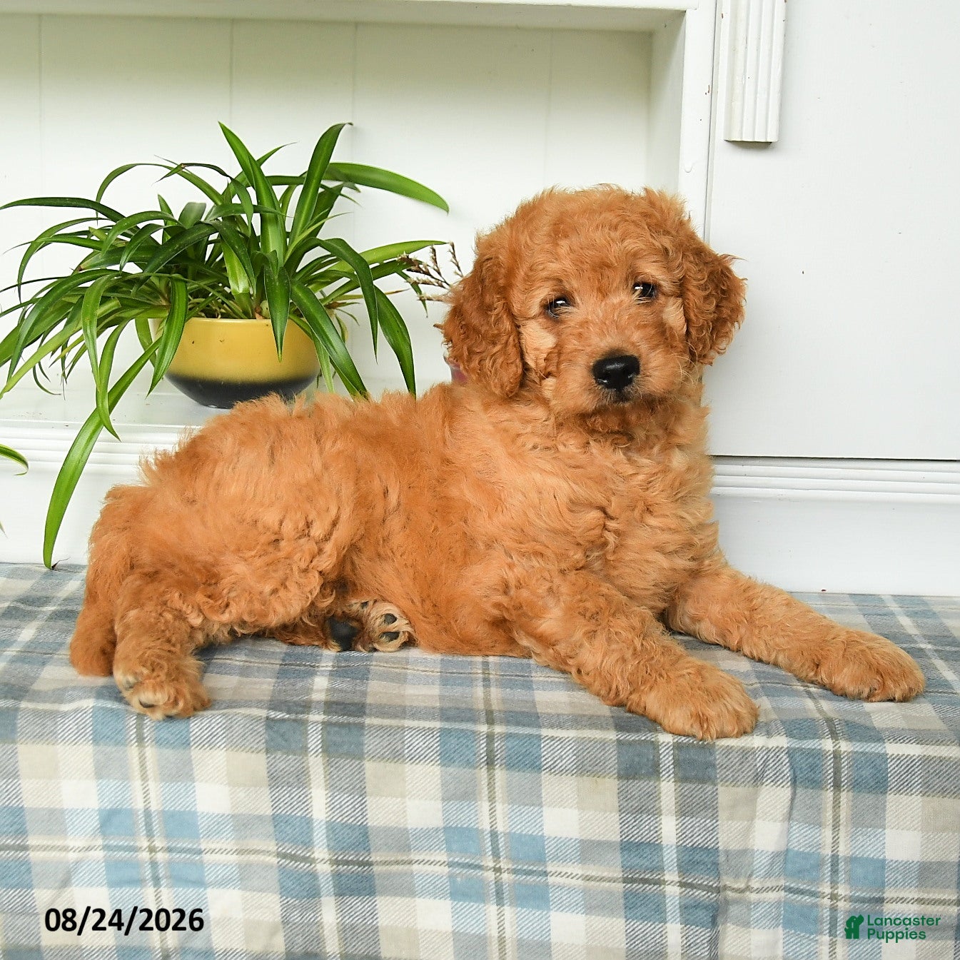 Mini Goldendoodle dogs Buster - Ad 2
