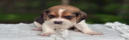 Beagle dogs for sale: Annie - Ad 7