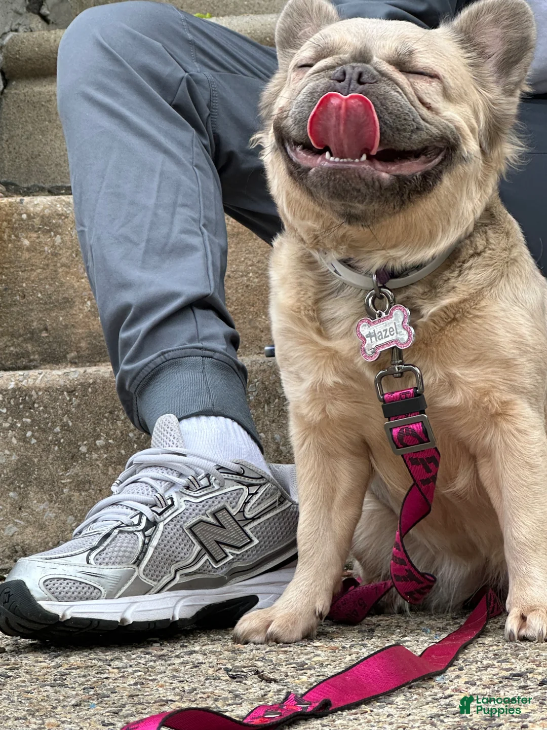 French Bulldog dogs for sale: French Bulldog Puppy 1 - Ad 5