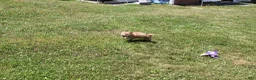 Shiba Inu dogs for sale: Doodle  - Ad 6