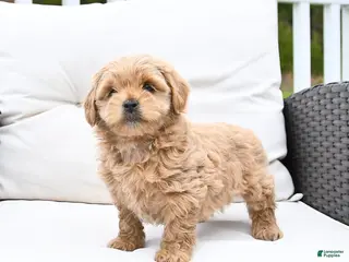 Mixed Breed dogs for sale: Peaches - Ad 1