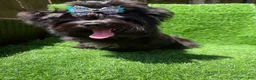 Yorkshire Terrier dogs for sale: Solid black male  - Ad 2