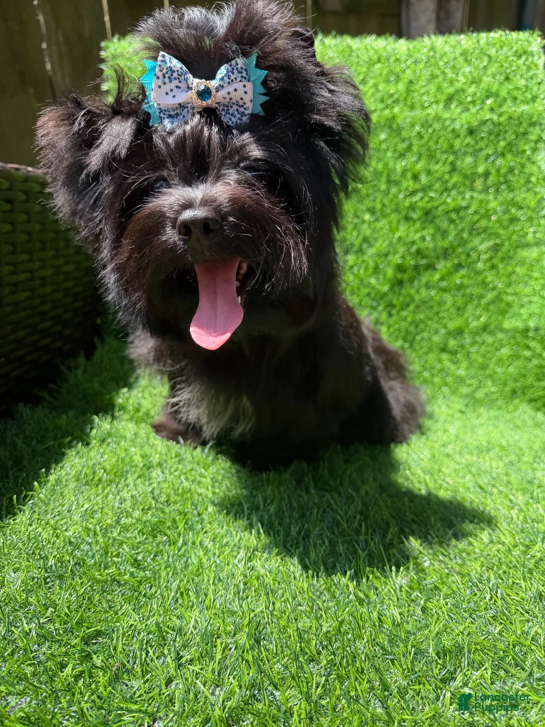 Yorkshire Terrier dogs for sale: Solid black male  - Ad 2