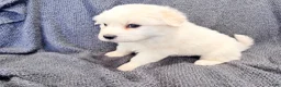 Great Pyrenees dogs for sale: Great Pyrenees 4 - Ad 1