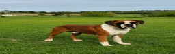 Boxer dogs for sale: BAILEY - Ad 6