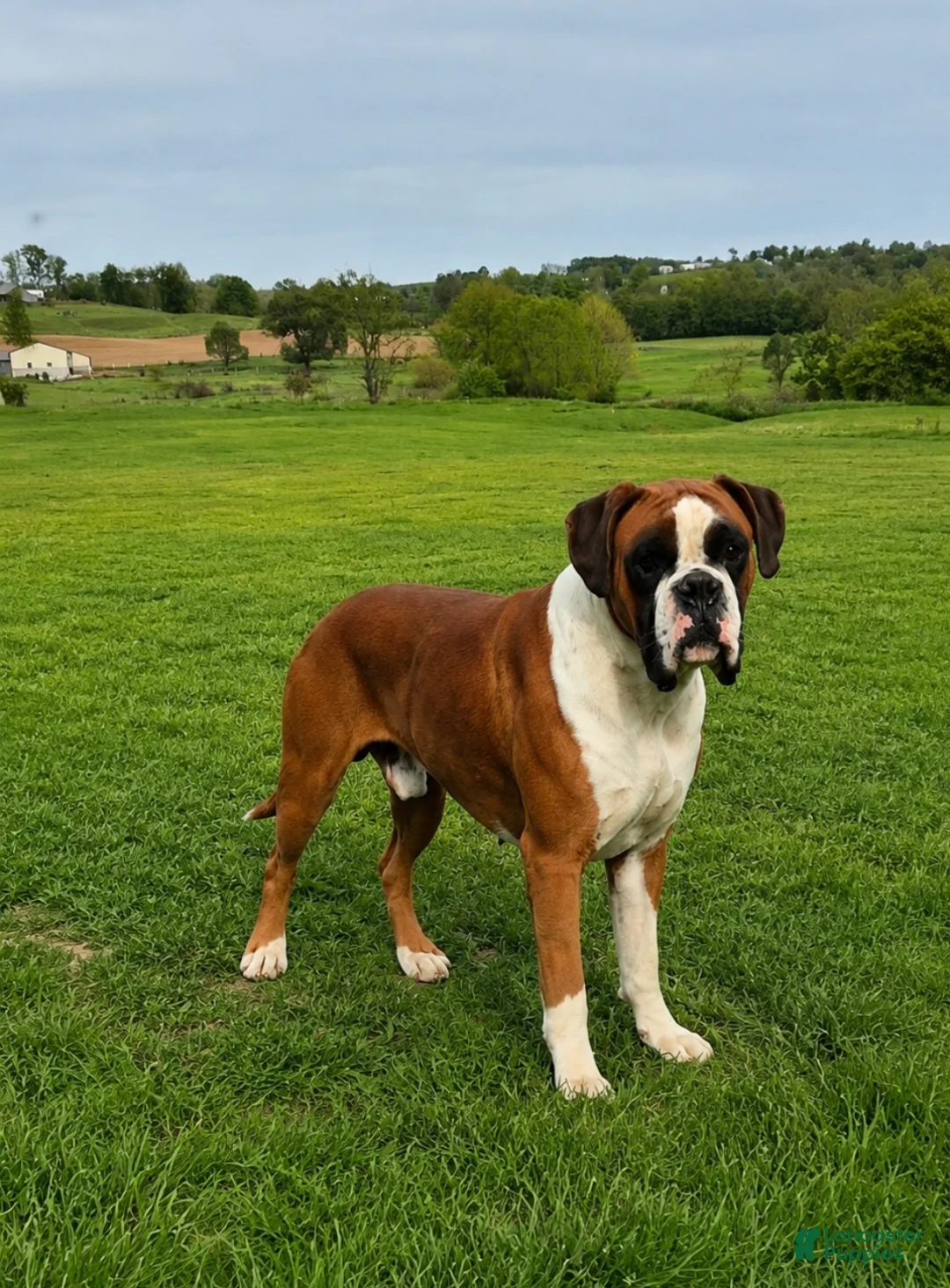 Boxer dogs for sale: BAILEY - Ad 6