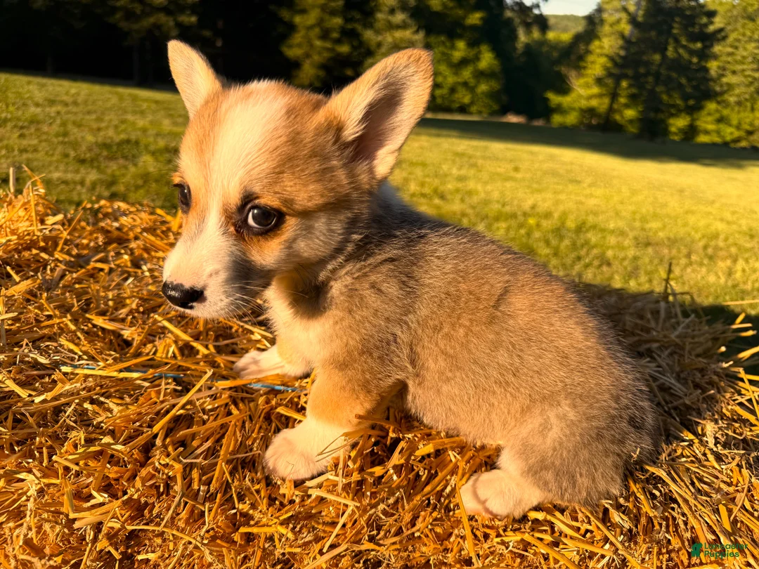 Welsh Corgi Pembroke dogs for sale: Mable - Ad 1