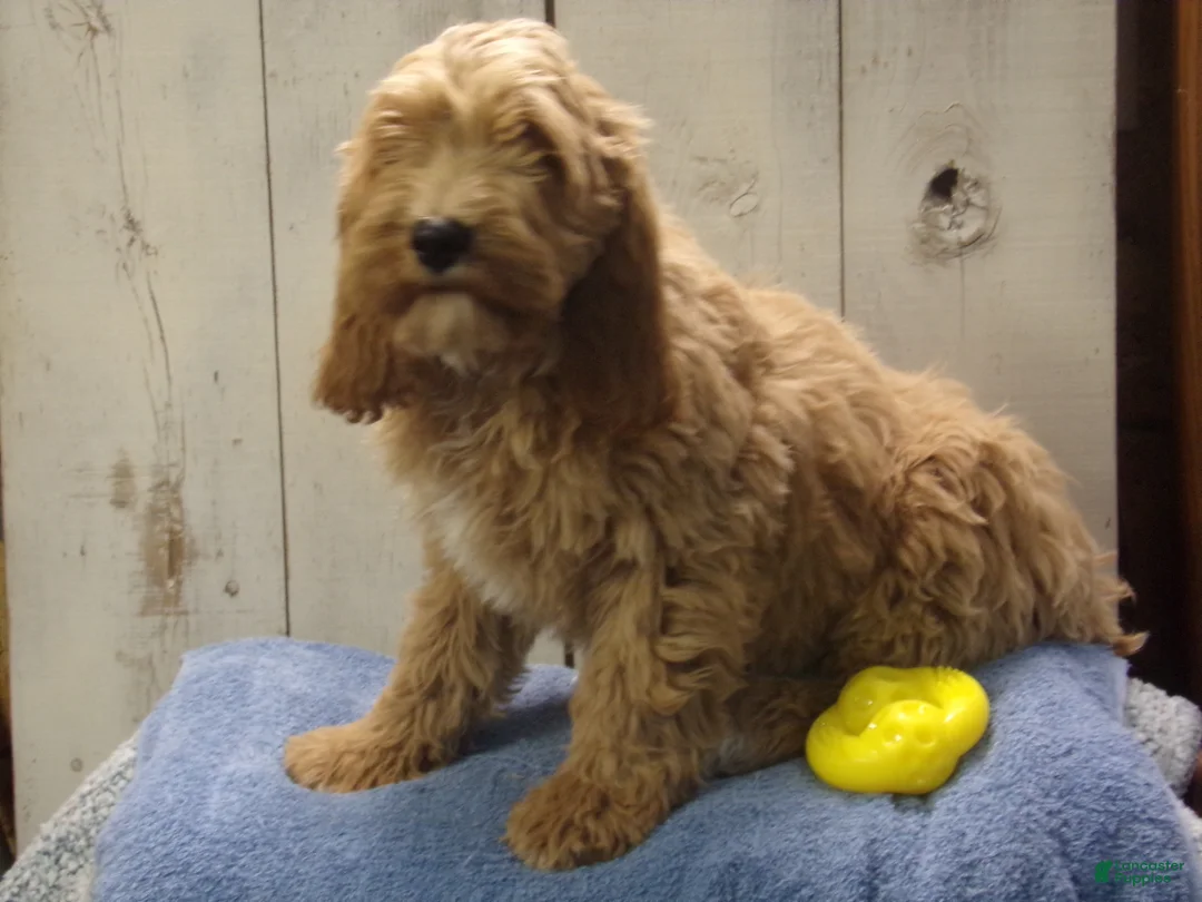 Cockapoo dogs for sale: Barry - Ad 2