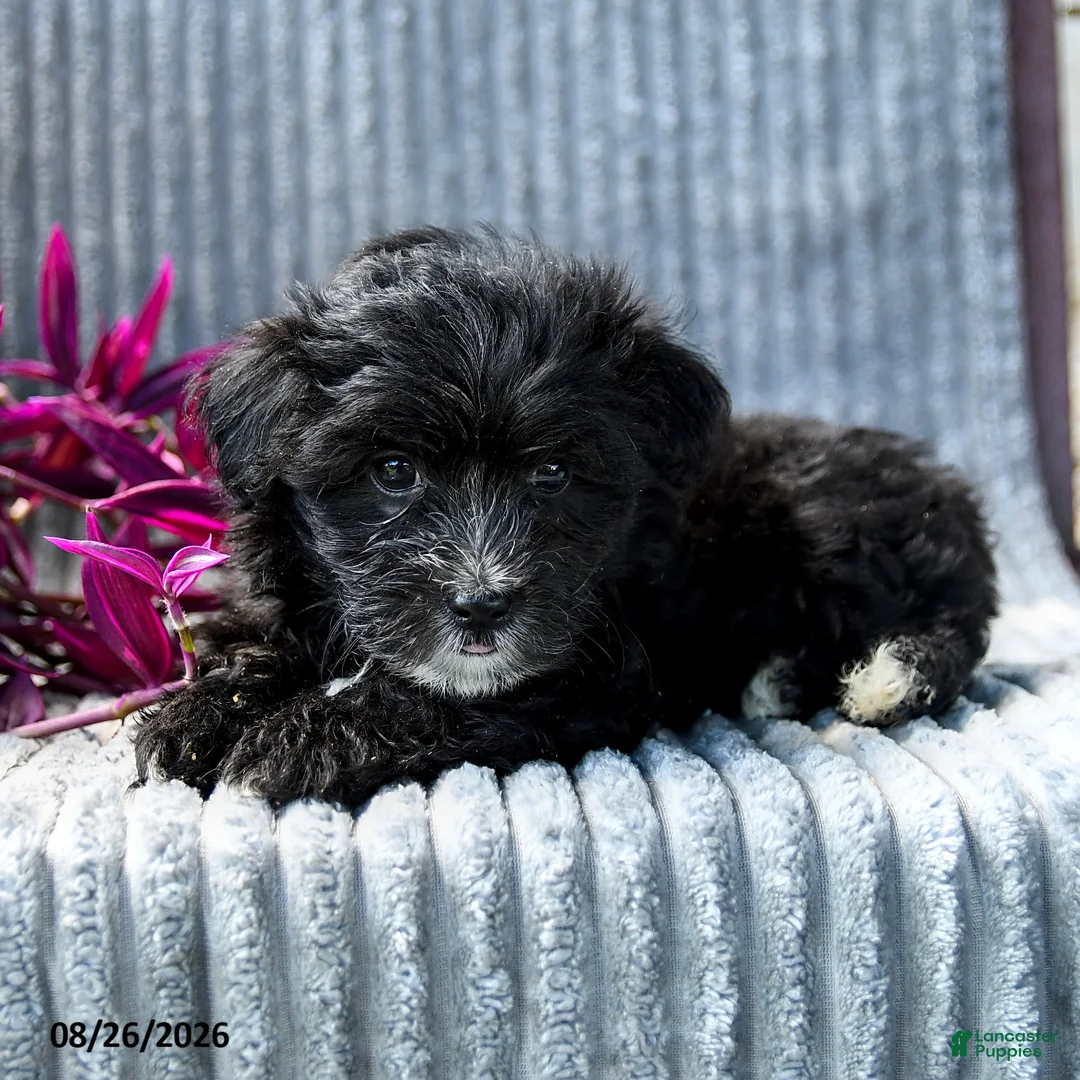 Maltipoo dogs for sale: Marlo - Ad 2