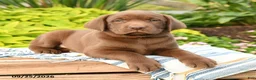 Labrador Retriever dogs for sale: Liam - Ad 2