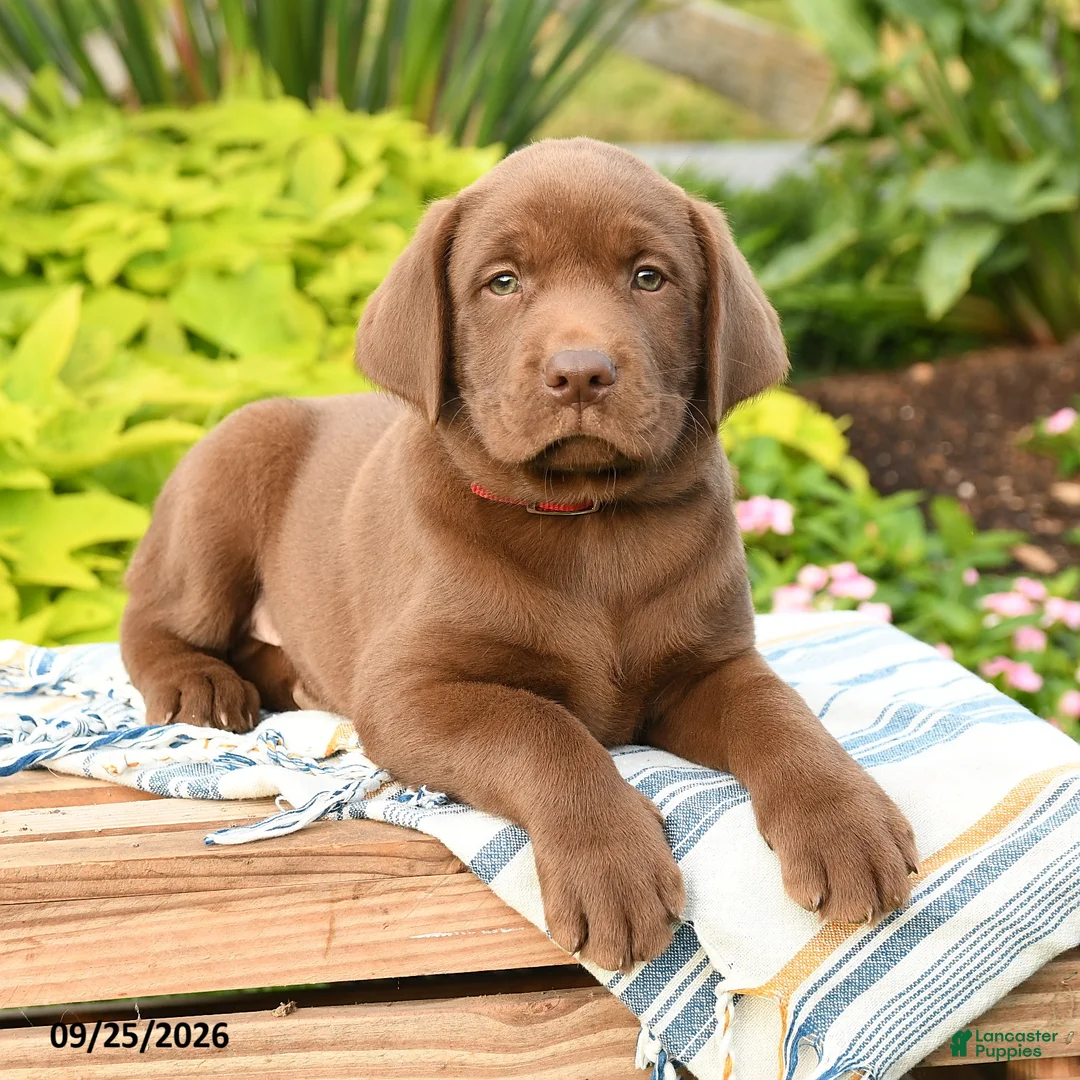 Labrador Retriever dogs for sale: Liam - Ad 2