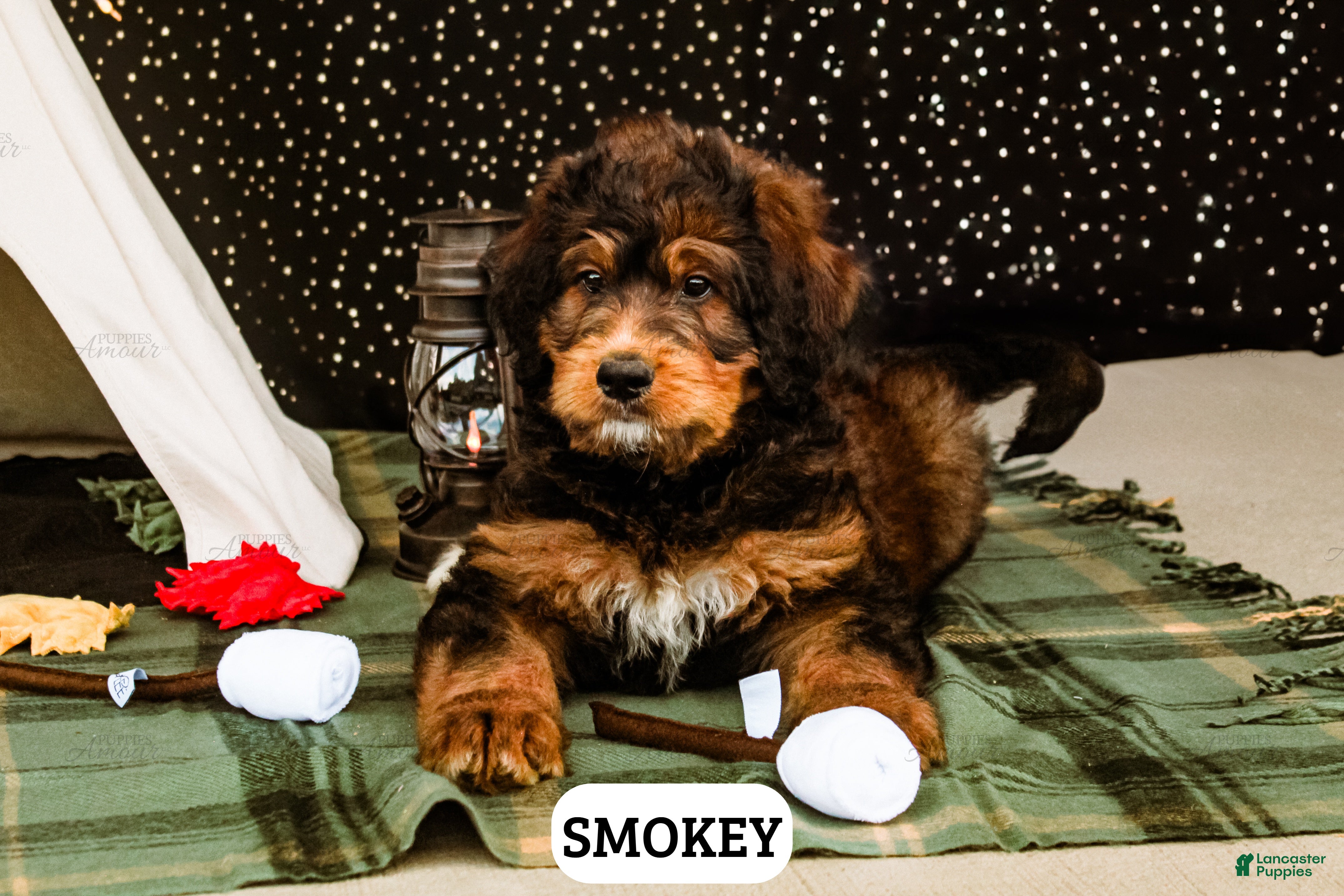 Bernedoodle dogs Smokey - Ad 1
