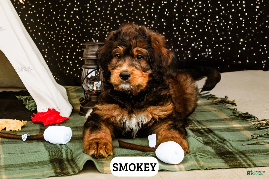 Bernedoodle dogs for sale: Smokey - Ad 1